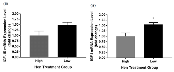 Figure 1 - IGF-I (A) and IGF-IR (B), mRNA expression for day 42 male broiler chicken progeny produced from low maternal bwt (low) or high maternal bwt (high) breeder hens. qPCR data shown as mean fold change ± SEM. * denotes statistical significance between at the 0.05 confidence level.