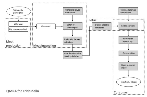 Schematic overview of the quantitative risk assessment model for meat borne T. spiralis infections. (From: Franssen et al., (2017), International Journal of Food Microbiology 241 262–275).