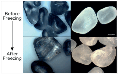 Figure 3. Freeze/thaw damage to encapsulated product.