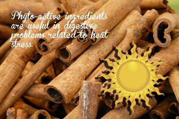 Nutritional strategies to fight heat stress in poultry - Image 2