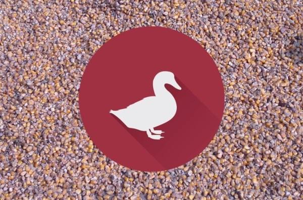 Understanding the toxicity of mycotoxins in ducks - Image 1