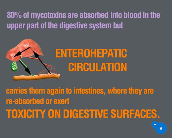 Why mycotoxins make you lose the money invested in feed? - Image 6