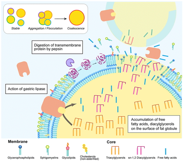 Why Emulsification is Needed: Role of Surfactants / Emulsifiers - Image 3