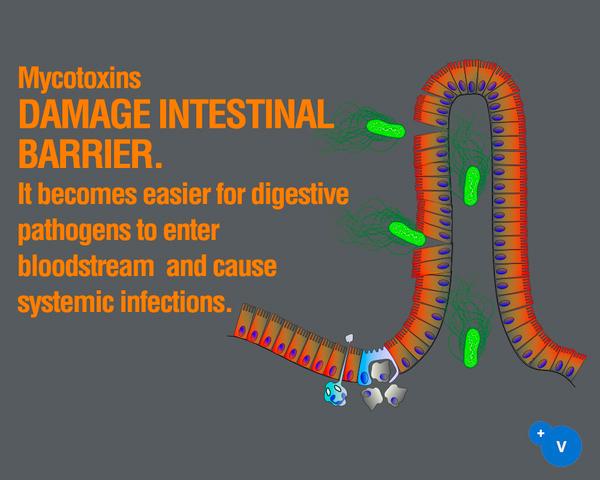 Why mycotoxins make you lose the money invested in feed? - Image 8