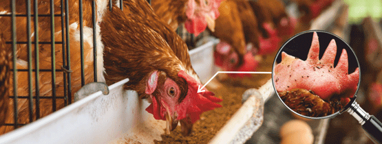 Growing Impact of Red Mites (Dermanyssus gallinae) on Birds: A Complete Guide
