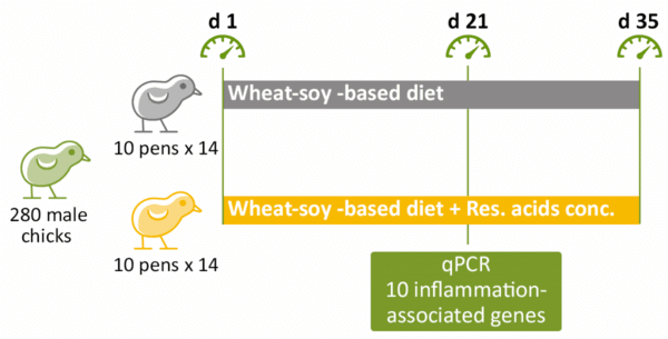 Dietary resin acids for better performance and intestinal immunomodulation – a study with broiler chickens - Image 1