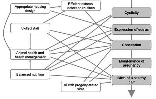 Reproductive Performance in High-producing Dairy Cows: Can We Sustain it Under Current Practice?- Part II - Image 2