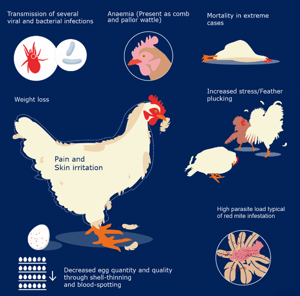 Dermanyssus gallinae Causes Both Direct and Indirect Damage in Poultry Houses: