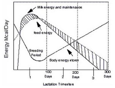 Reproductive Performance in High-producing Dairy Cows: Can We Sustain it Under Current Practice?- Part II - Image 1