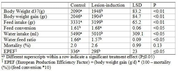 Wet litter not only induces footpad dermatitis but also reduces overall welfare, technical performance and carcass yields in broiler chickens - Image 1