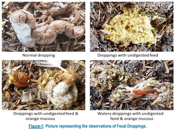 Feed Passage Syndrome: An Integrated Approach to Improve Birds Health - Image 1