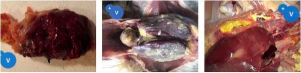 How to use essential oils to mitigate the risks of respiratory colibacilosis - Image 5