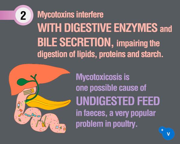 Why mycotoxins make you lose the money invested in feed? - Image 4