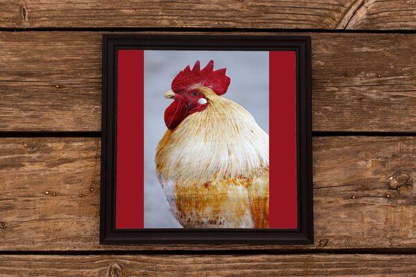 Use of natural antioxidants to prevent woody breast in broiler chickens - Image 1
