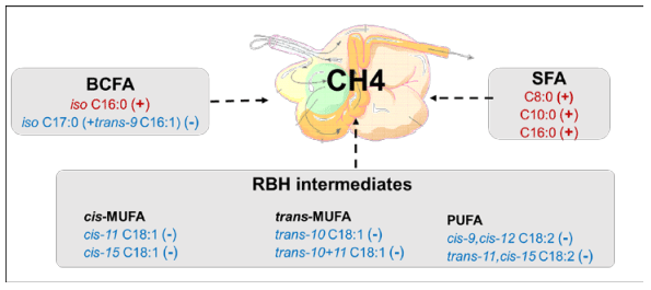 Figure 5. Significant correlation between CH4 emissions (g/d, g/kg DMI, g/kg milk) and individual MFA in dairy cows. BCFA = odd- and branched-chain FA; SFA = saturated FA; RBH = rumen biohydrogenation intermediates with MUFA = mono-unsaturated FA and PUFA = polyunsaturated FA. (+) and (-) indicate positive and negative correlation, respectively. Adapted from Bougouin et al. (2019)