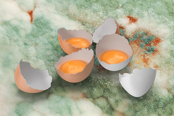 Effects of mycotoxins on eggshell quality: inhibition of the synthesis of carbonate