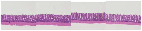 Figure 1 - Negative control