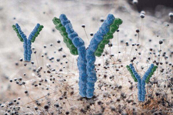 Low immunity? Mycotoxin contamination may be to blame - Image 1