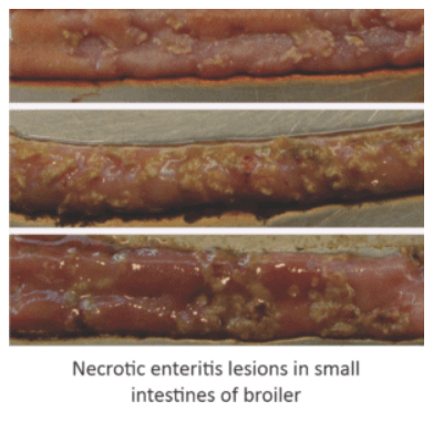 Losses and Severity of Clostridial Toxins