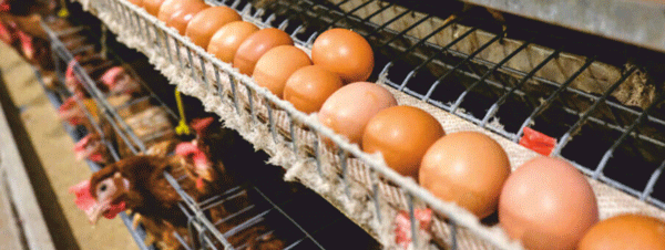 Vitamin D3, Alpha Vitamin for Poultry in its Most Active Form