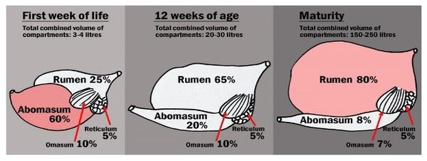 Bottles are better than buckets in winter water supply for calves - Image 1
