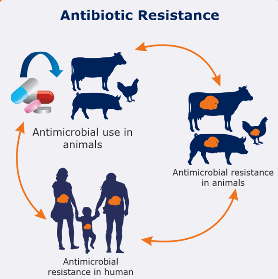 antibiotic resistance