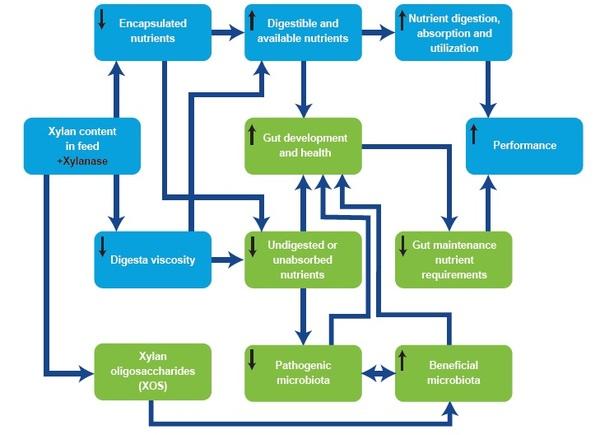 The Effects of Xylanase on Poultry Gut Health - Image 1