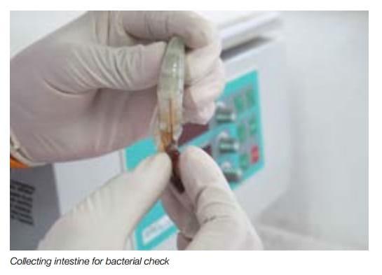 Natural remedies against vibriosis in shrimp culture - Liptosa - Image 2