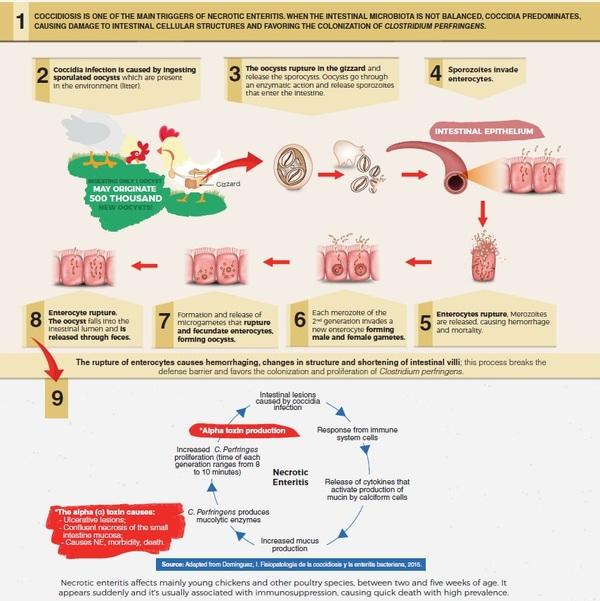 Coccidiosis and necrotic enteritis: Prevention is the best option - Image 2