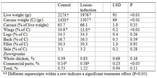 Wet litter not only induces footpad dermatitis but also reduces overall welfare, technical performance and carcass yields in broiler chickens - Image 2