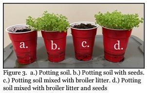 Does Poultry Litter Contain Weed Seeds? - Image 4