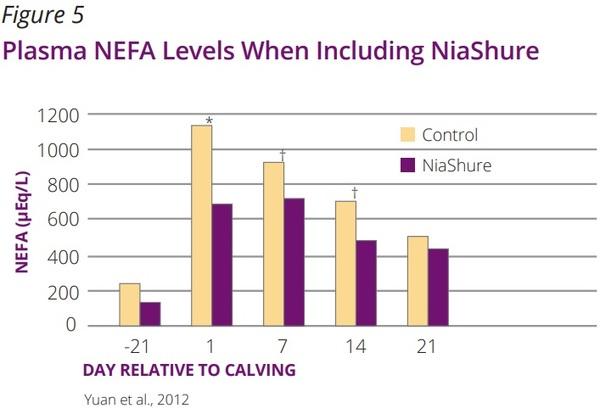 NiaShure - Image 3