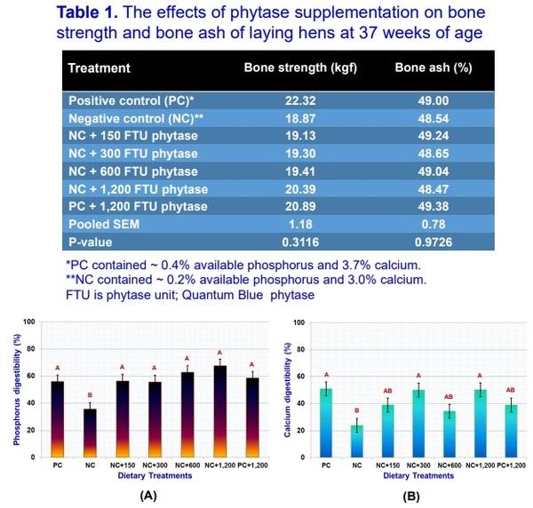 The short-term effects of phytase supplementation on bone quality and ileal digestibility of phosphorus and calcium in laying hens during peak production - Image 2