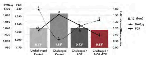 Figure 1 - Jejunal gene mRNA expression of IL-12, BWG (dotted black line) and FCR (straight black line) on 21-day-old broiler chickens undergoing an intestinal challenge (abcP < 0.05).