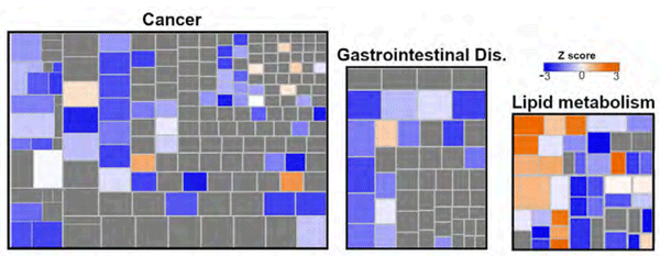 Figure 3 - Disease predisposition heatmap (IPA) coloured by the activation z-score. Orange colour indicates activated and blue inhibited disease of function categories.