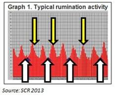 Remote Health Monitoring Improves Dairy Cow’s Well-being - Image 1