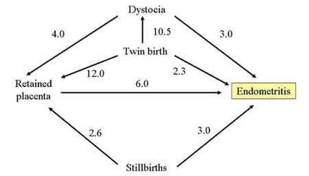 Reproductive Performance in High-producing Dairy Cows: Can We Sustain it Under Current Practice?- Part II - Image 9