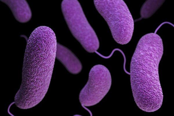 Antibacterial effect of plant extracts against Vibrio parahaemolyticus - Image 1
