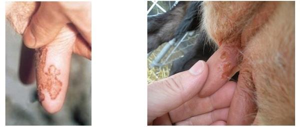 Teat pox in dairy cow - Image 1