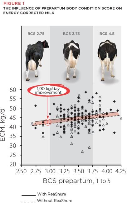 Choline For All Cows - Image 2