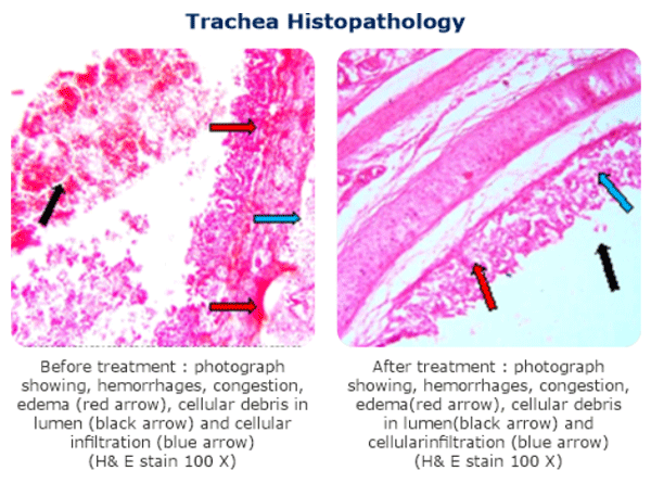 Risk Factors Associated with Respiratory System in Poultry - Image 2