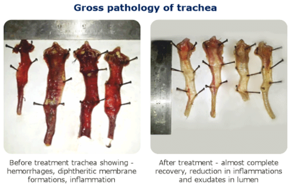 Risk Factors Associated with Respiratory System in Poultry - Image 1