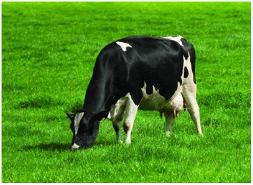 AUMENTO DE LA PRODUCCIÓN DE LECHE DEL GANADO LECHERO