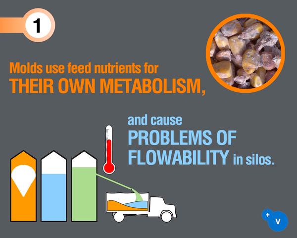 Why mycotoxins make you lose the money invested in feed? - Image 3