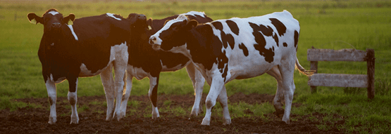 USING BETTER CORN WILL HELP DAIRY COWS MAKE PROTEIN