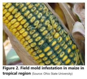 How many mycotoxins should be analyzed in Indian Poultry Feeds and Raw Materials? - Image 2