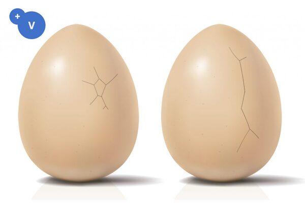 Principal causes of cracked eggs - Image 4