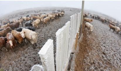 Monitoring Lameness to Promote Timely Culling - Image 1