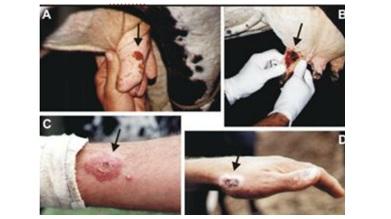 Teat pox in dairy cow - Image 3