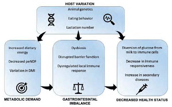 Challenges associated with maintaining gut health in high production dairy cows